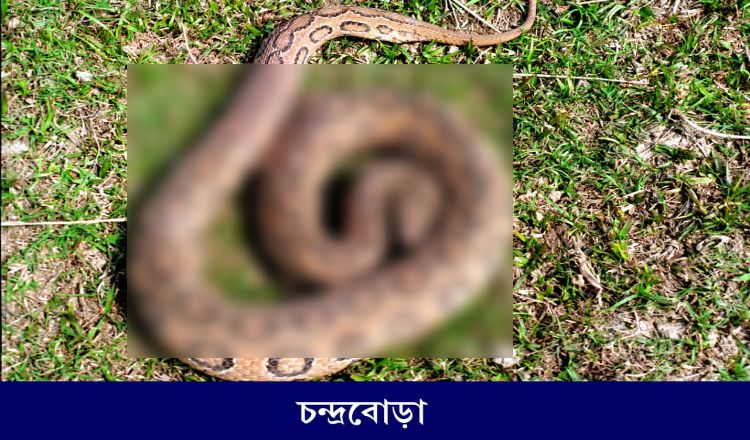 রাসেলস ভাইপার নিয়ে ‘গুজব’ ‘আতঙ্ক’ ছড়াচ্ছে